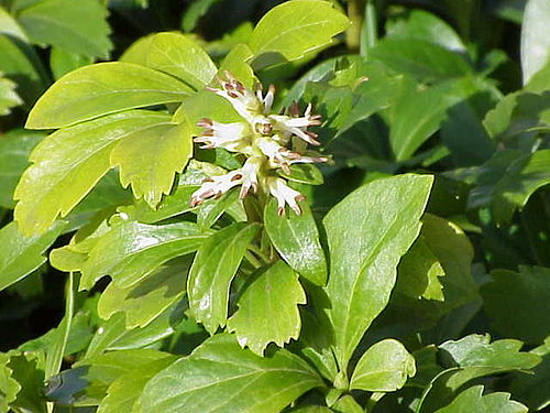 Pachysandra terminalis